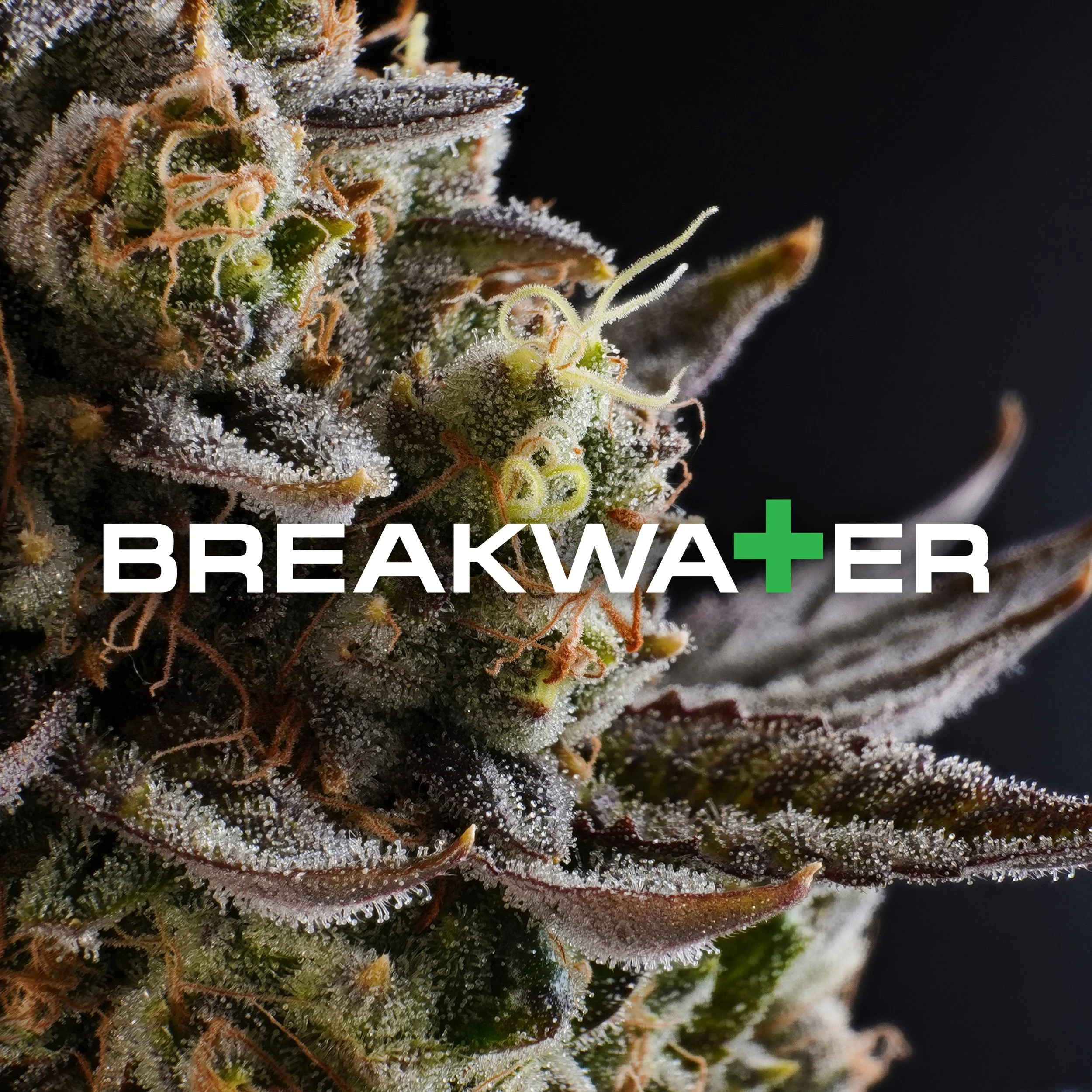 Mimosa Premium Bud — Breakwater Dispensary